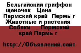 Бельгийский гриффон щеночек › Цена ­ 8 000 - Пермский край, Пермь г. Животные и растения » Собаки   . Пермский край,Пермь г.